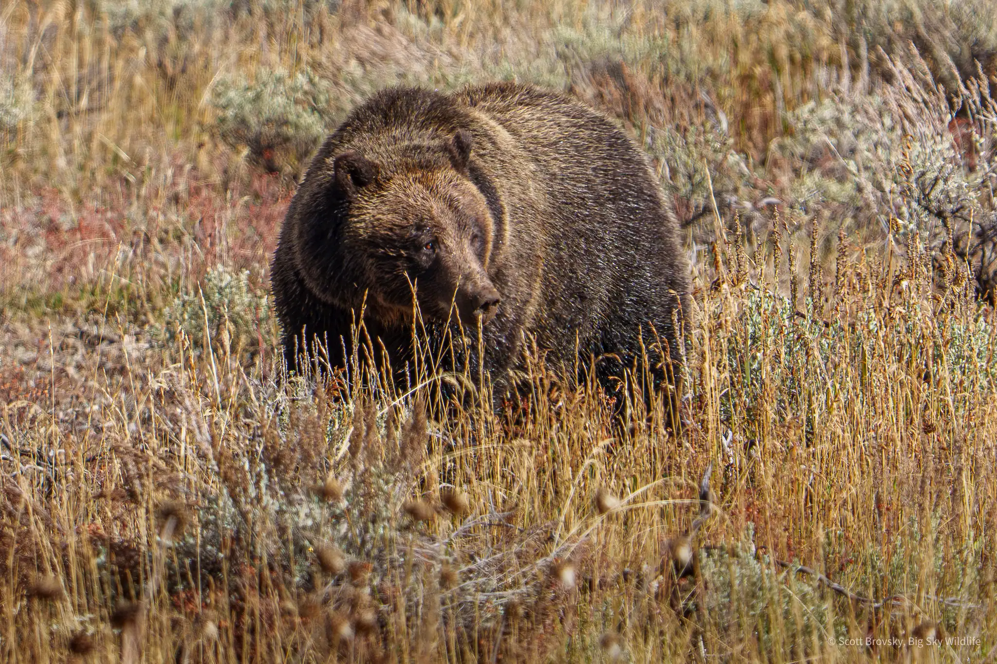 Always enjoyable to see grizzly 610, the 19 year old daughter of grizzly 399. In this photo, her nose is covered in dirt from digging for roots. Hopefully she is eating for more than one and will emerge from hibernation in the Spring with more of 399’s grandchildren. Grand Teton, October 5th, 2025.
