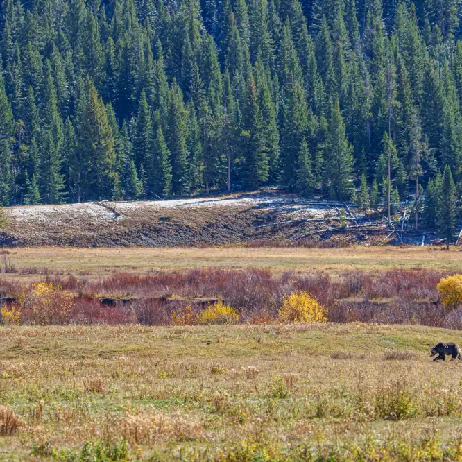 Sub adults are the awkward teenagers of the grizzly world. They find themselves alone in a big world fending for themselves after spending 2 to 3 years being protected and taught by their moms. Photographed October 13th 2025.