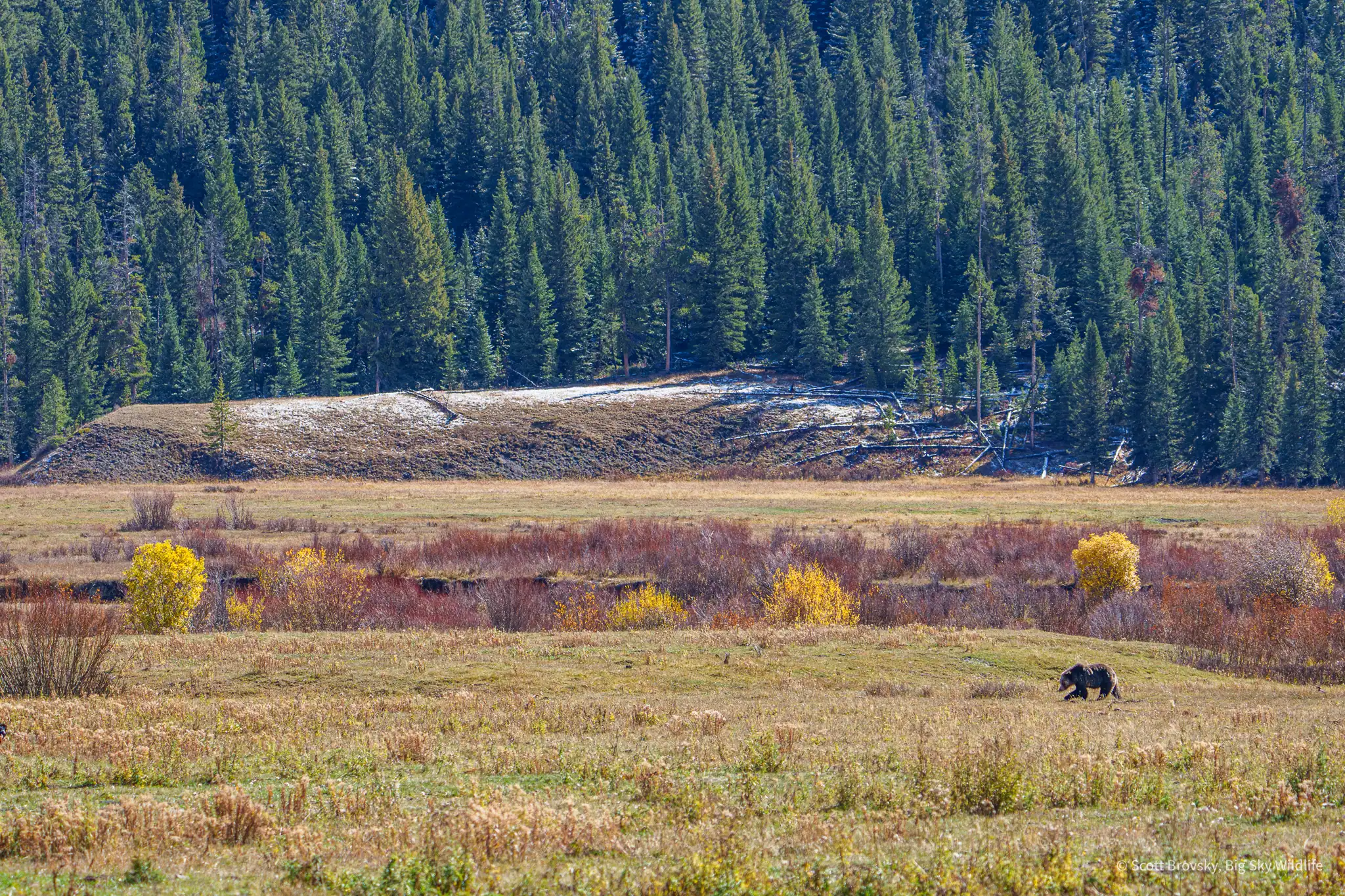 Sub adults are the awkward teenagers of the grizzly world. They find themselves alone in a big world fending for themselves after spending 2 to 3 years being protected and taught by their moms. Photographed October 13th 2025.