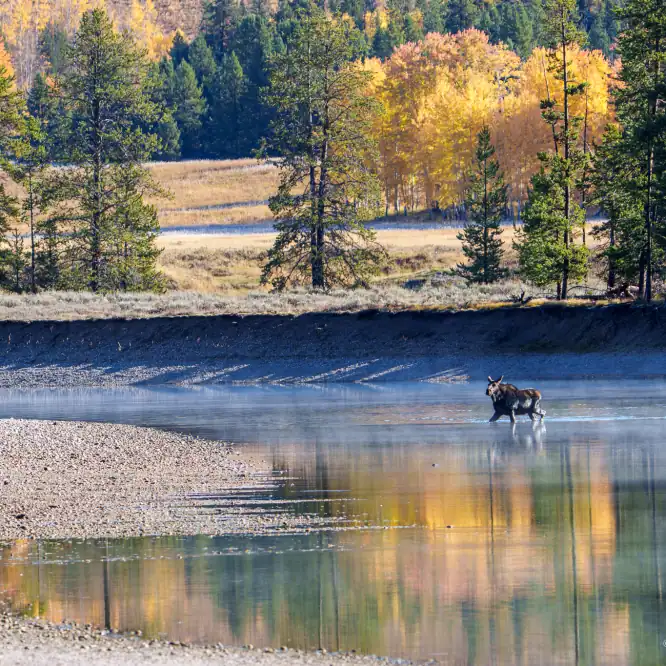 A female moose crosses the Snake River in the morning mist and sun. Grand Teton National Park October 5th, 2025.