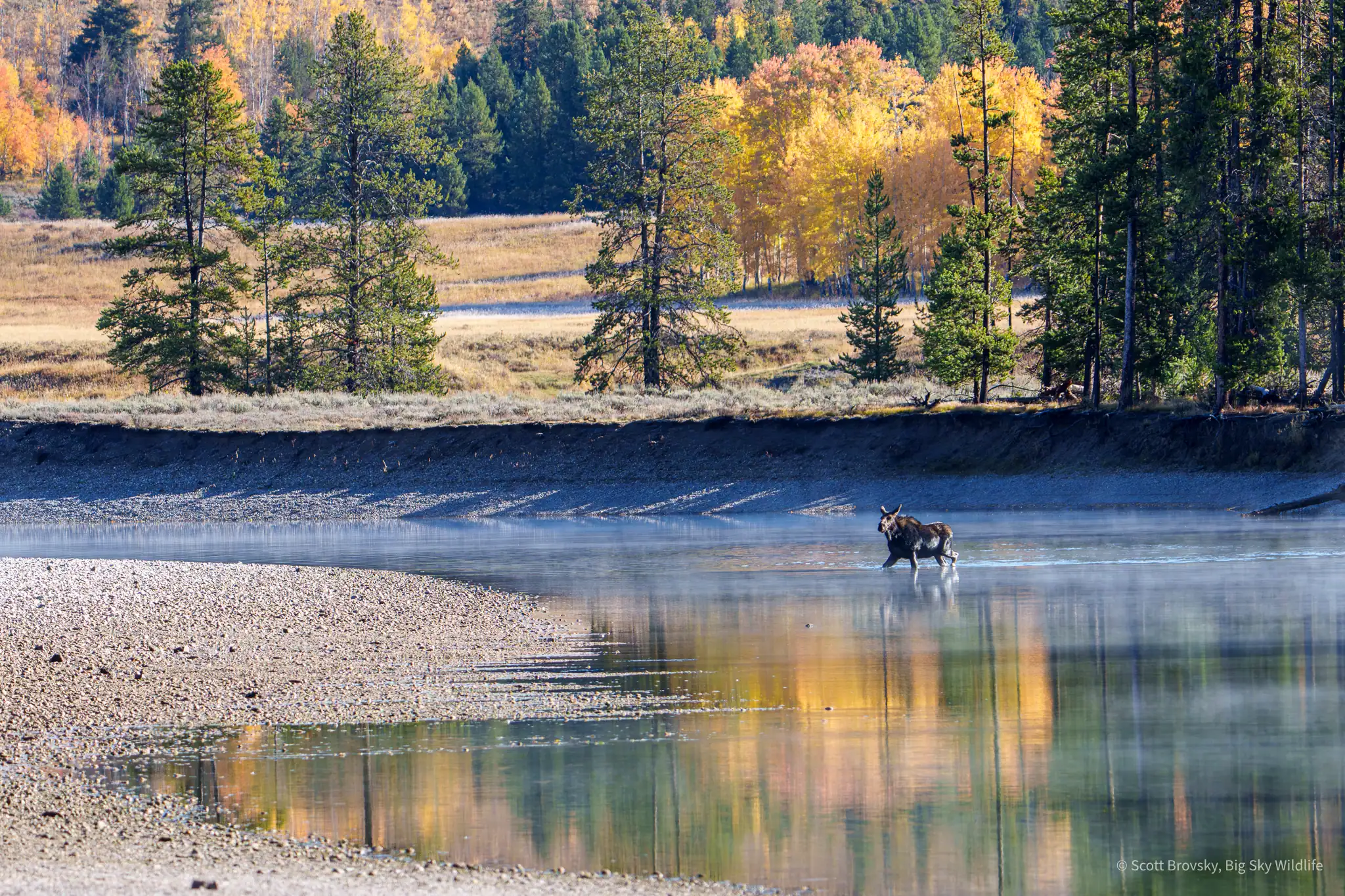 A female moose crosses the Snake River in the morning mist and sun. Grand Teton National Park October 5th, 2025.