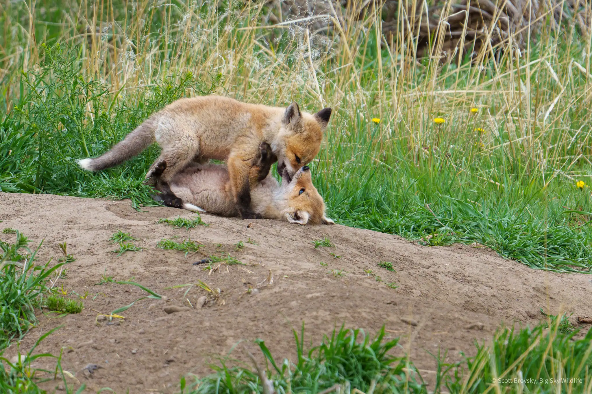 Stalemate. Two red fox kits wrestle at their den site north of Gardiner in Paradise Valley, Montana. May 2025.