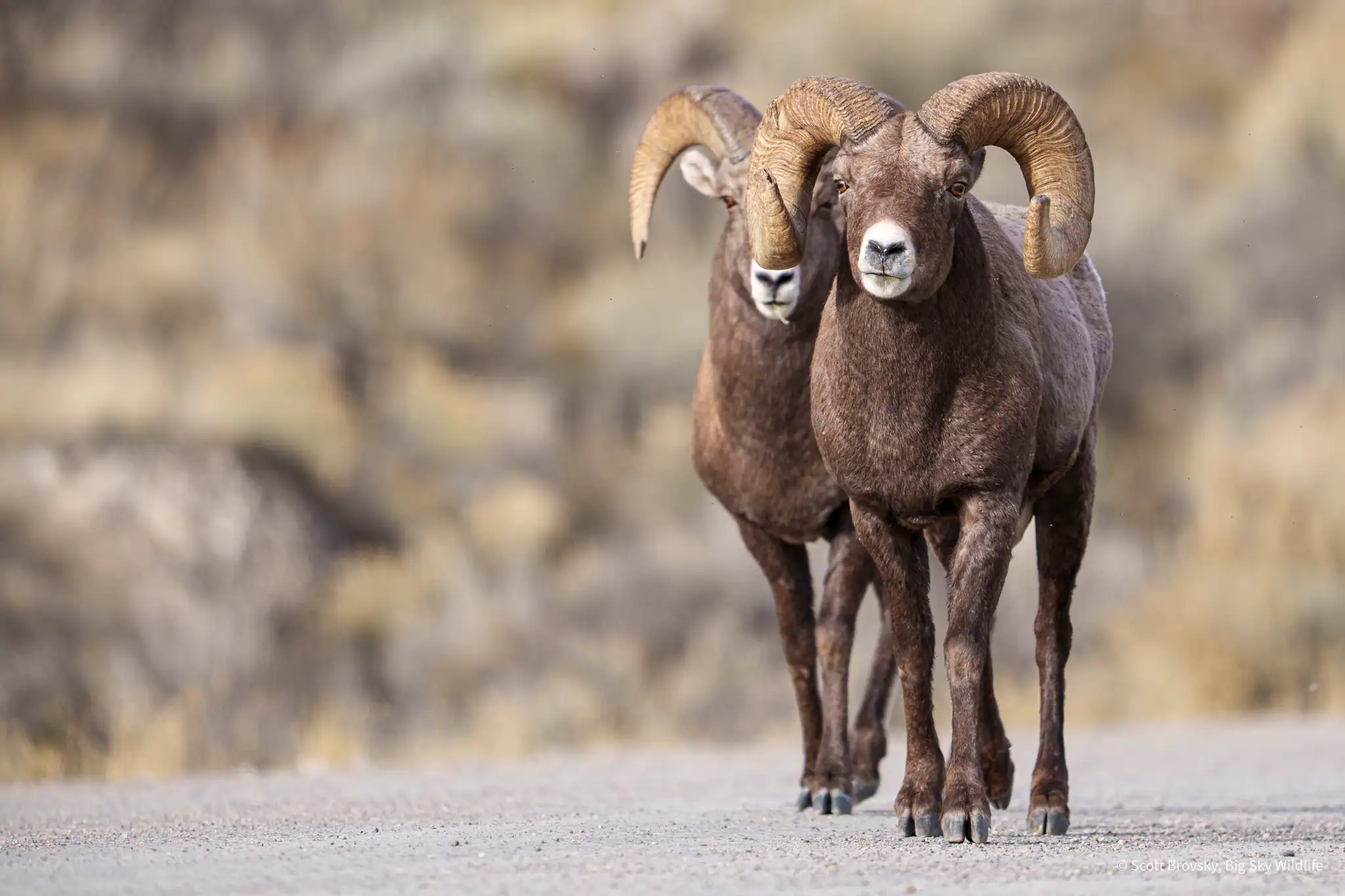 Bighorn Sheep Rams on Old Yellowstone road north of Gardiner, Montana. The Bighorn Sheep are down from the mountains for the rut. From November 11th, 2025.