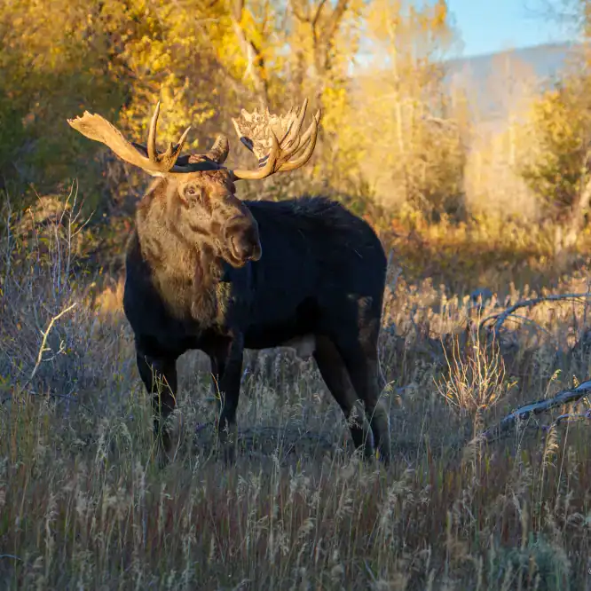 Bull Moose at Sunset in Grand Teton A bull moose in the last rays of the setting sun in Grand Teton. From the his size and the size of his paddles, I’m guessing he’s around 9 years old. From October 9th 2025.