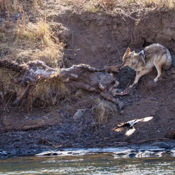 A coyote scavenges the remains of an elk carcass on the bank of the Lamar River. The elk was killed by the Junction Butte wolf pack. From November 8th 2025 in Yellowstone.