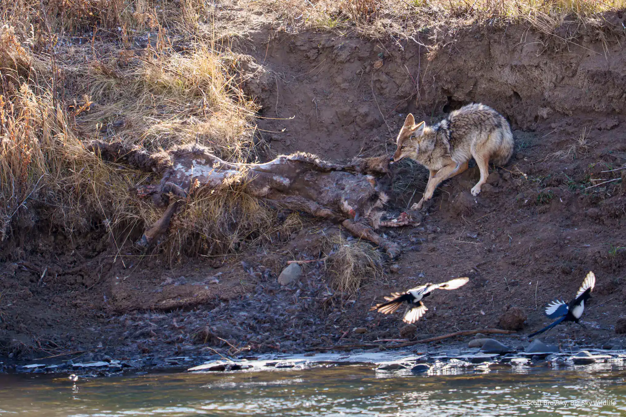 A coyote scavenges the remains of an elk carcass on the bank of the Lamar River. The elk was killed by the Junction Butte wolf pack. From November 8th 2025 in Yellowstone.