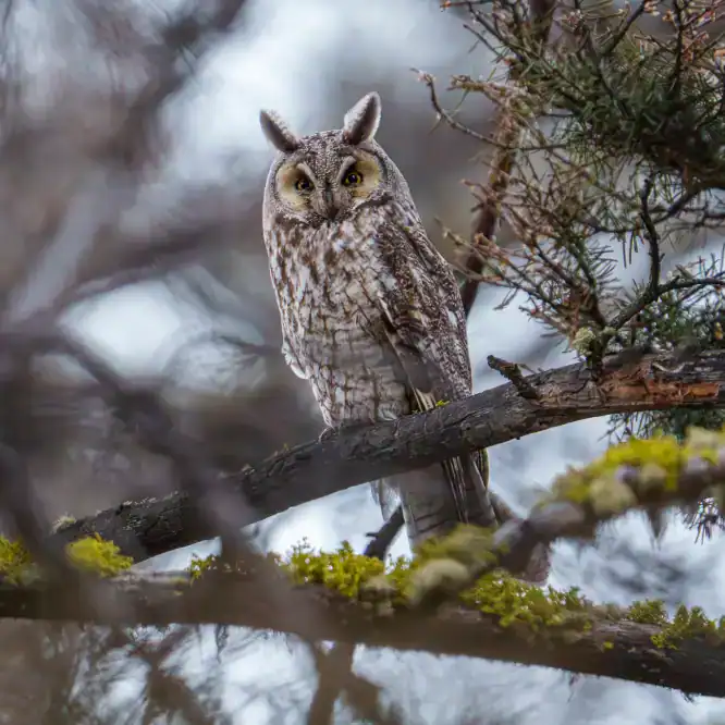A Rare Sighting of a Long-Eared Owl in Yellowstone I caught a brief glimpse of my first Long-eared owl in Yellowstone back in May of this year. I wanted to try and get closer for a better angle and more photos with less tree branches, but I didn’t want to disturb the owl, so I left it alone. 