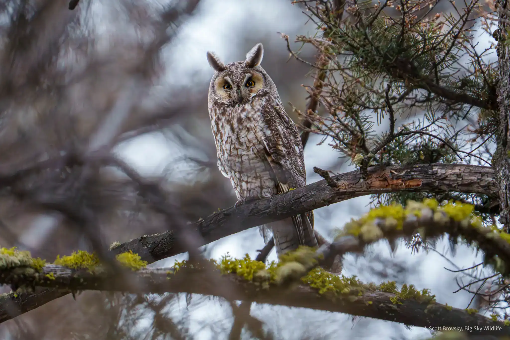 A Rare Sighting of a Long-Eared Owl in Yellowstone I caught a brief glimpse of my first Long-eared owl in Yellowstone back in May of this year. I wanted to try and get closer for a better angle and more photos with less tree branches, but I didn’t want to disturb the owl, so I left it alone. 