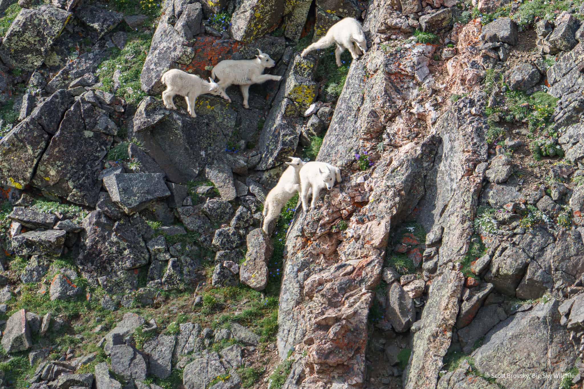 Five baby Mountain Goats explore the cliffs of the Beartooth Mountains with their parents and the rest of the herd about half a mile away. From June 2025 in the Beartooth Mountains.