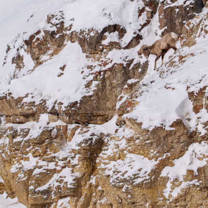 Coming down the mountain. A younger Bighorn Sheep Ram makes his way down the snow and ice covered rocks in the Northern Range of Yellowstone.