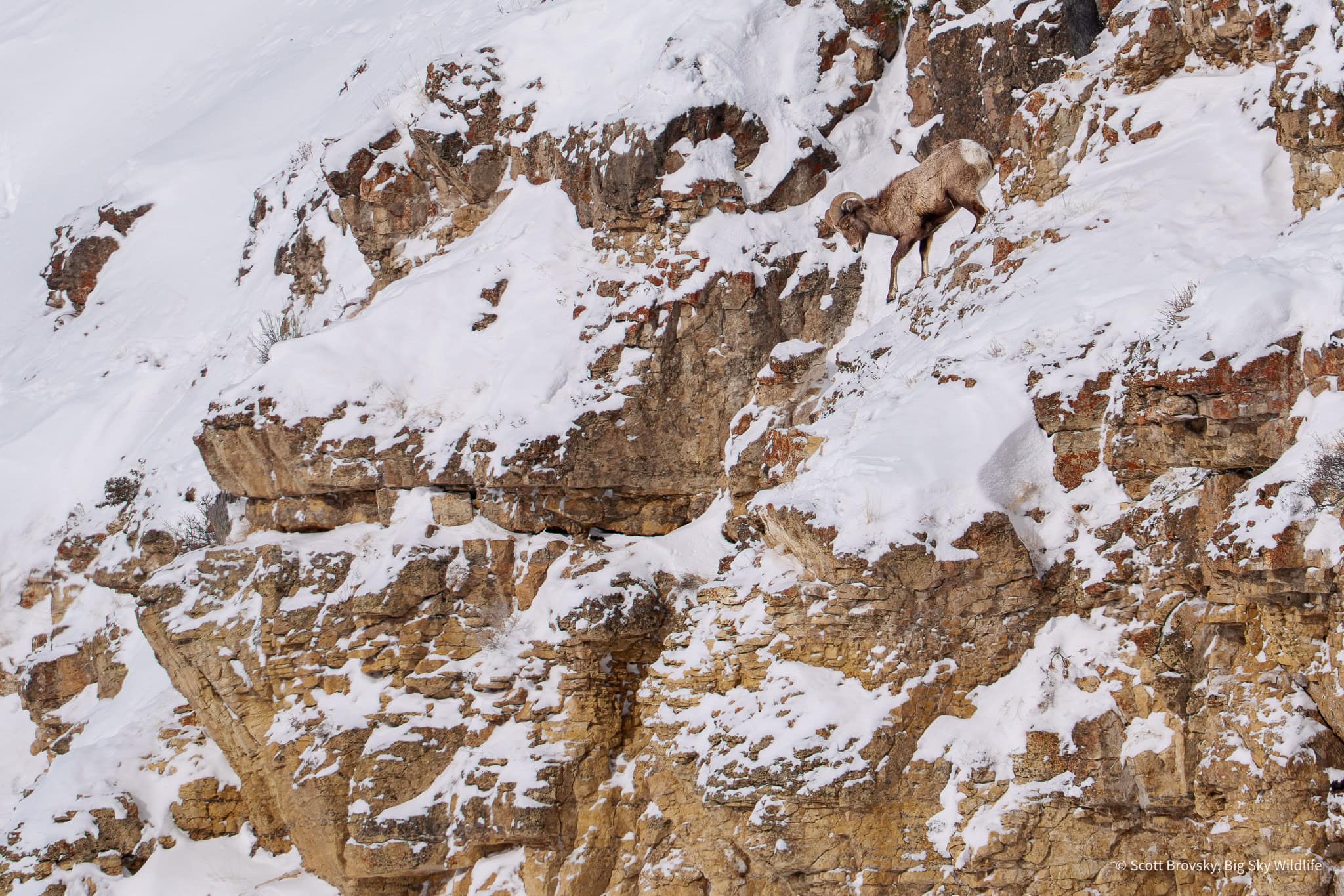 Coming down the mountain. A younger Bighorn Sheep Ram makes his way down the snow and ice covered rocks in the Northern Range of Yellowstone.