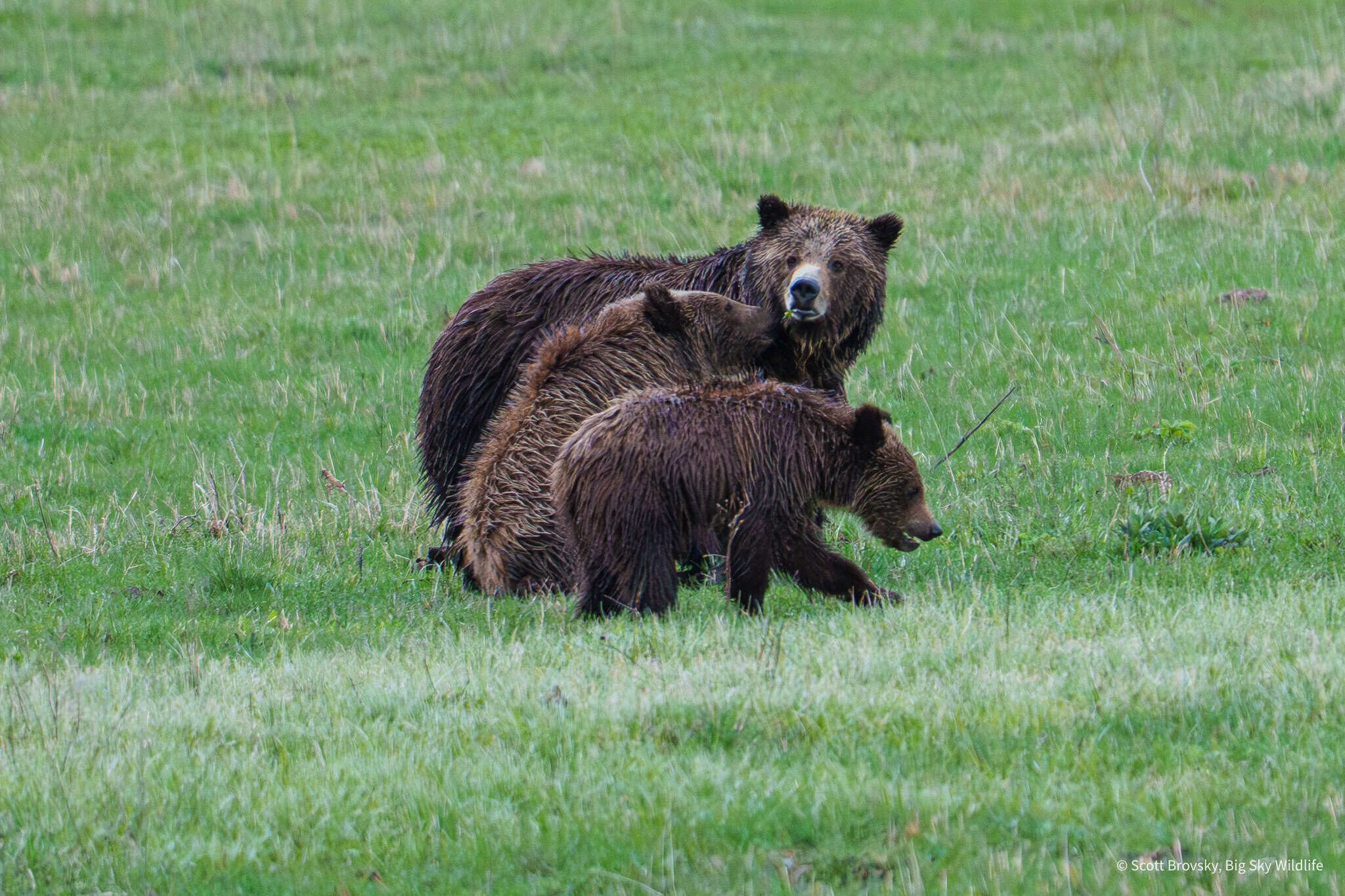 So this is an incredible grizzly mom. She adopted the 2 year old cub (the one licking her face in this photo) and the smaller 1 year old cub is her own cub. From May 2025 in Round Prairie, Yellowstone.