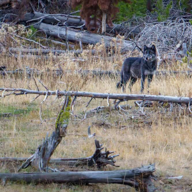A Wapati wolf pack member at dusk. Hayden Valley, October 16th 2025. I haven’t seen the Wapati pack since the park roads closed on October 31. They sometimes will come up here to the Northern Range in the winter. I hope to see them again before April when the roads reopen.
