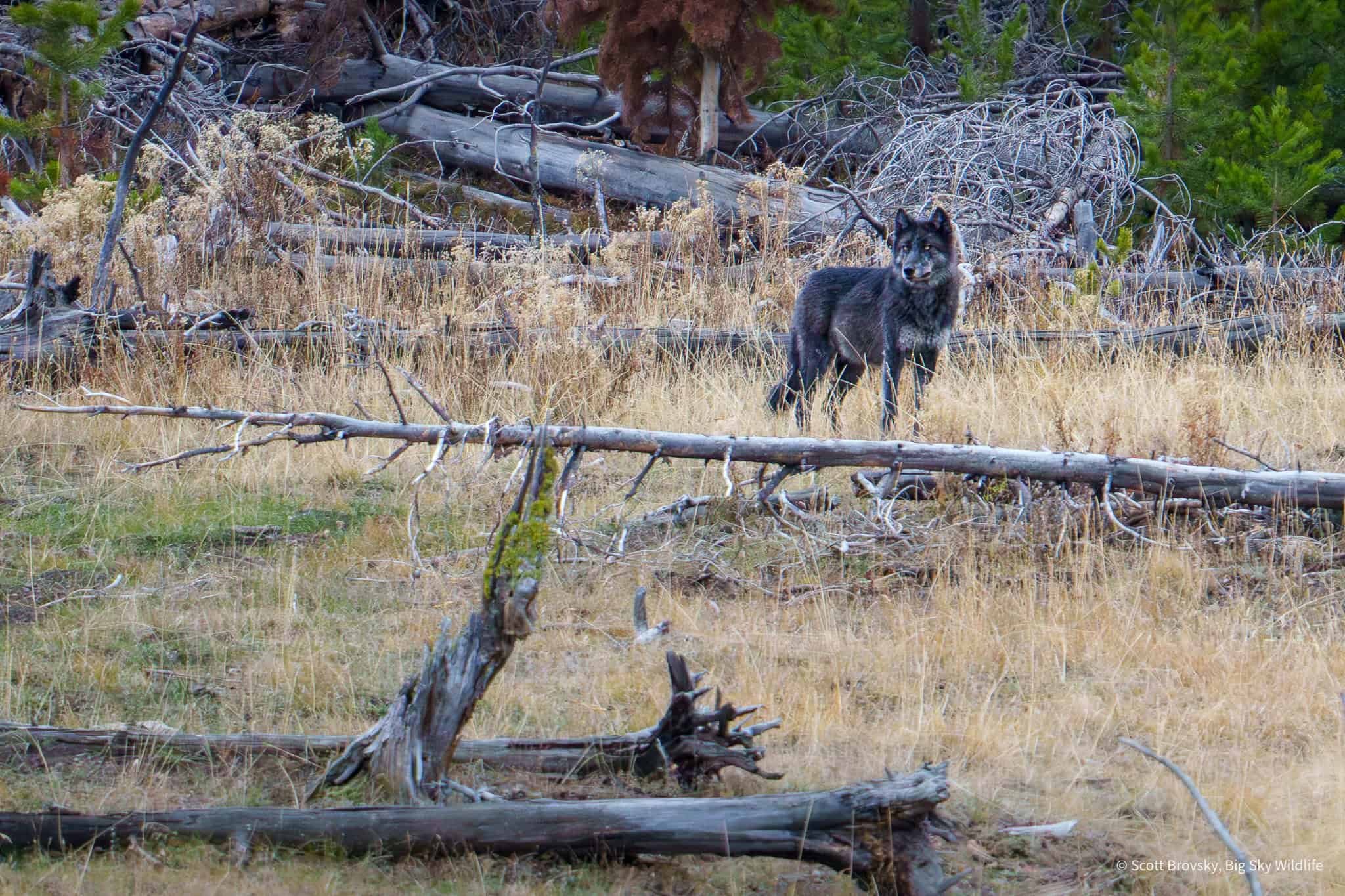 A Wapati wolf pack member at dusk. Hayden Valley, October 16th 2025. I haven’t seen the Wapati pack since the park roads closed on October 31. They sometimes will come up here to the Northern Range in the winter. I hope to see them again before April when the roads reopen.