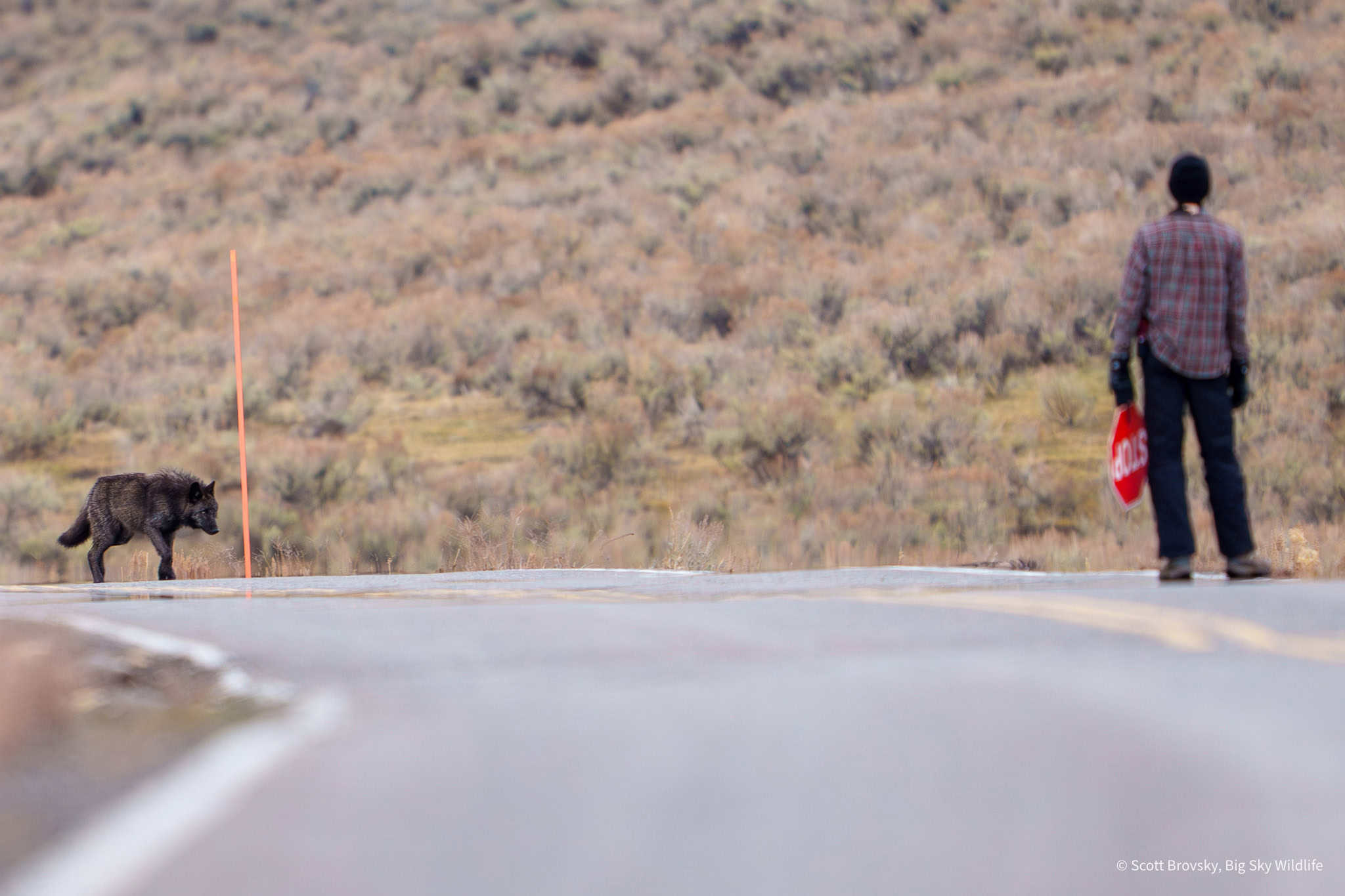 Wolf Pup Crossing A member of the Yellowstone Wolf Project stopped traffic to let 5 of the Junction Butte Pack wolf pups cross the park road. Northern Range of Yellowstone, November 16th 2025.