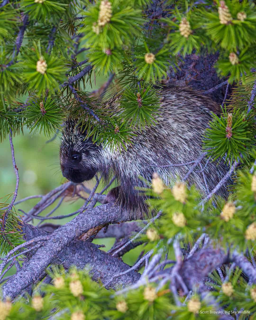 Our version of Elf on a Shelf: Porcupine in a pine tree. Porcupines are rarely seen in the GYE (at least for me). I was excited to see this young porcupine in a conifer at dusk. July 2025 in the Beartooth Mountains.