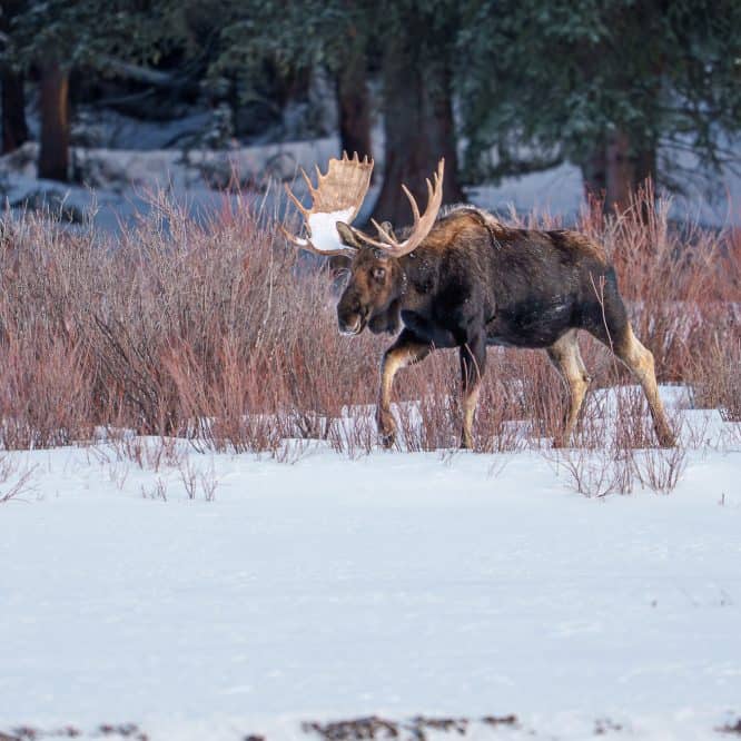 A Bull Moose with Snow on His Paddles A Bull Moose comes out of the conifers to graze on willows in Round Prairie. December 20th 2025.