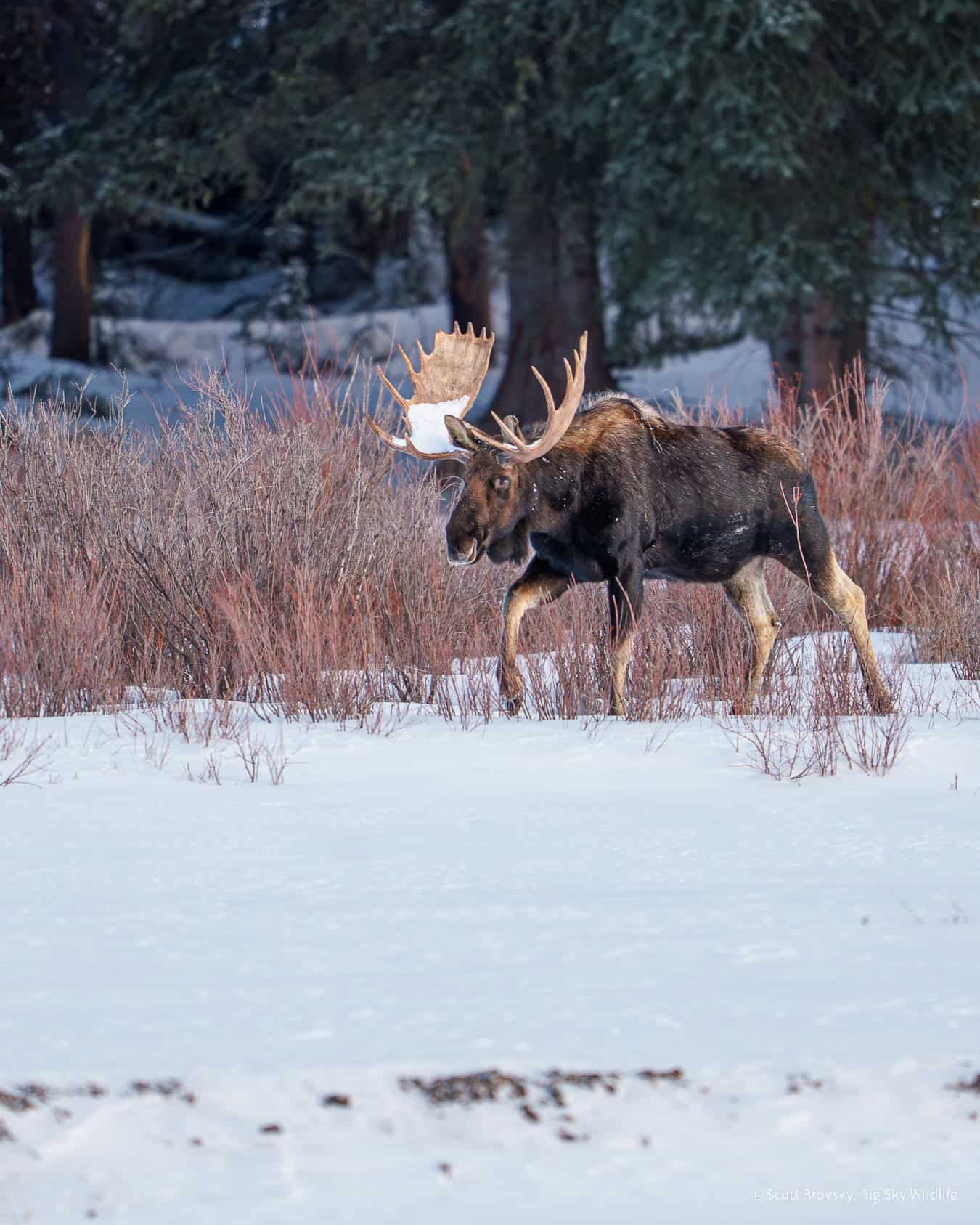 A Bull Moose with Snow on His Paddles A Bull Moose comes out of the conifers to graze on willows in Round Prairie. December 20th 2025.