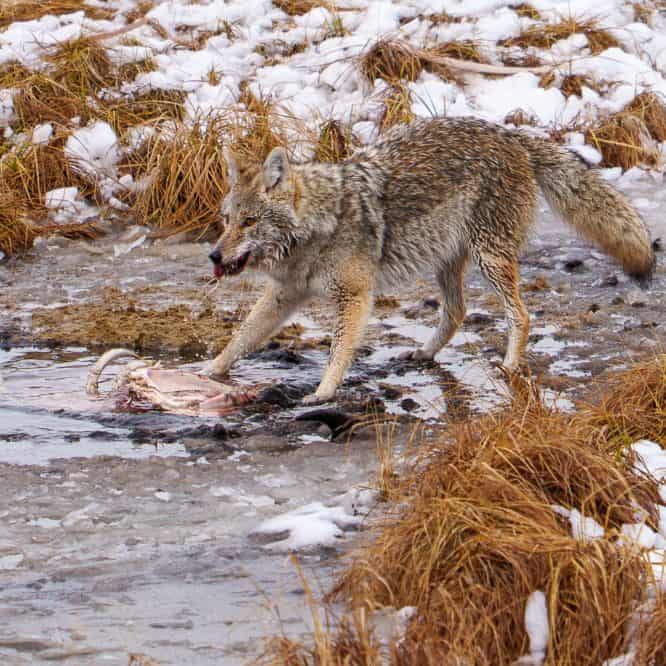 A Coyote pulls off a chunk of meat from a drowned bison carcass at Blacktail Ponds in Yellowstone. From December 23rd 2025.