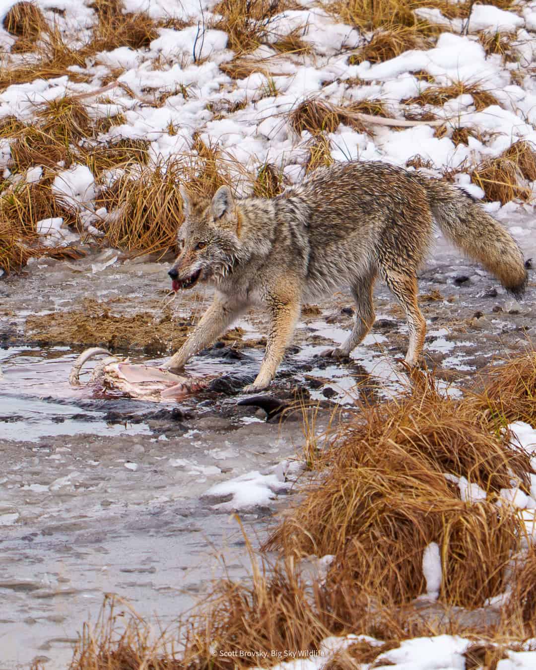A Coyote pulls off a chunk of meat from a drowned bison carcass at Blacktail Ponds in Yellowstone. From December 23rd 2025.