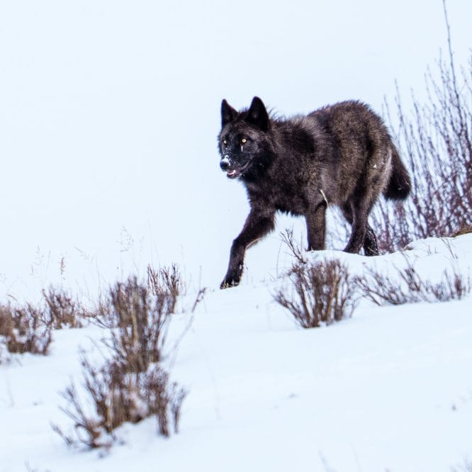 A Junction Butte pack wolf pup heads to a bison carcass along the Lamar River. Yellowstone January 11th 2026.