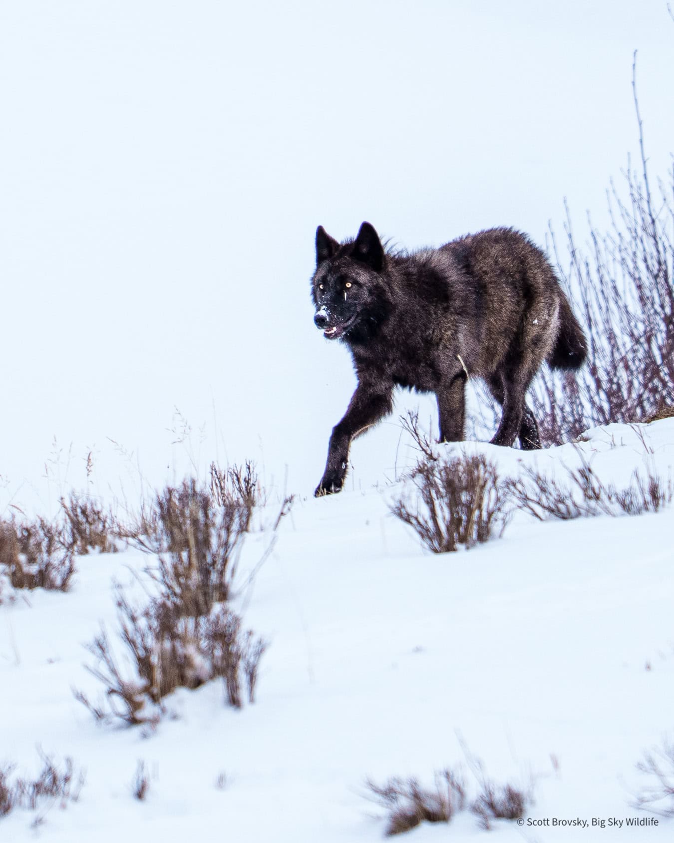 A Junction Butte pack wolf pup heads to a bison carcass along the Lamar River. Yellowstone January 11th 2026.