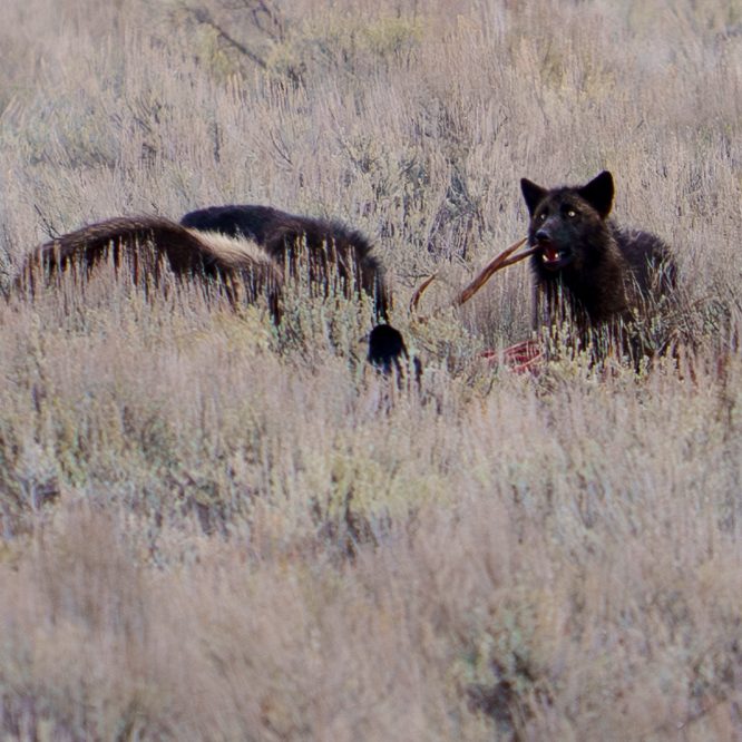 A black wolf pup chews the antler of a bull elk killed by the Junction Butte pack. Other pack members feed on the carcass while a raven looks on. From Lamar Valley Jan 2nd 2026. Photo by Scott Brovsky
