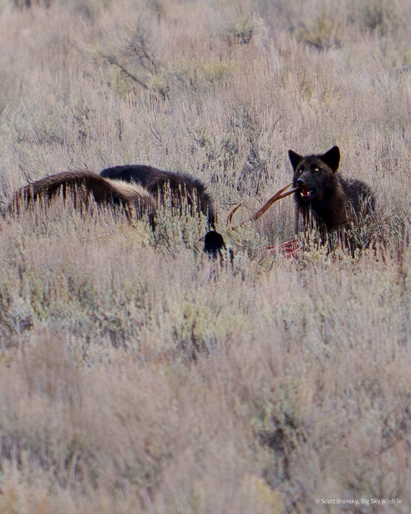 A black wolf pup chews the antler of a bull elk killed by the Junction Butte pack. Other pack members feed on the carcass while a raven looks on. From Lamar Valley Jan 2nd 2026. Photo by Scott Brovsky