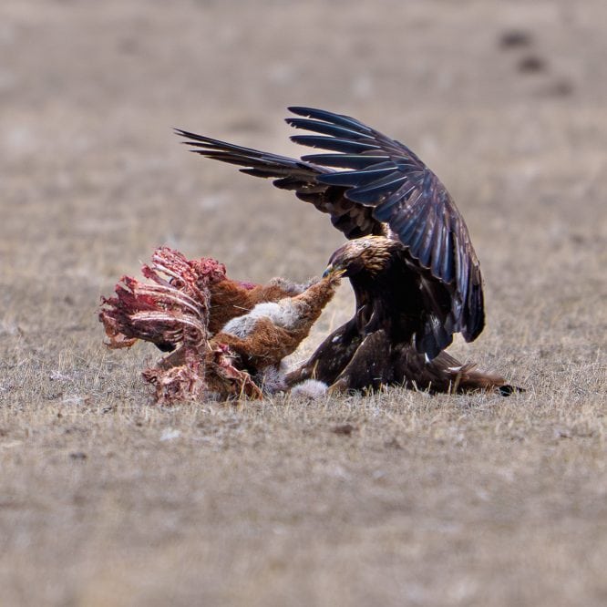 The Strength of the Eagle A golden Eagle turns over a Pronghorn carcass near Old Yellowstone Road. From February 8th 2026.