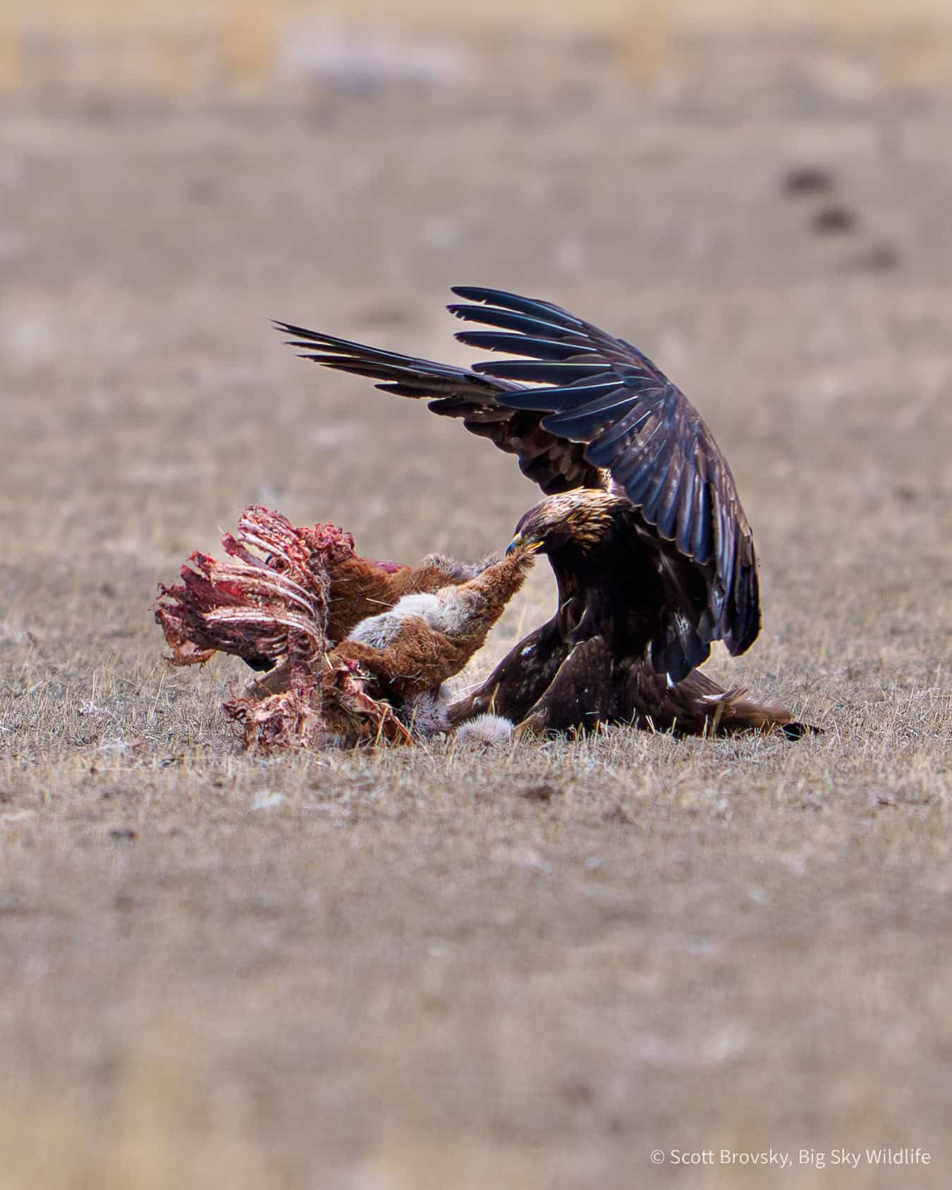 The Strength of the Eagle A golden Eagle turns over a Pronghorn carcass near Old Yellowstone Road. From February 8th 2026.