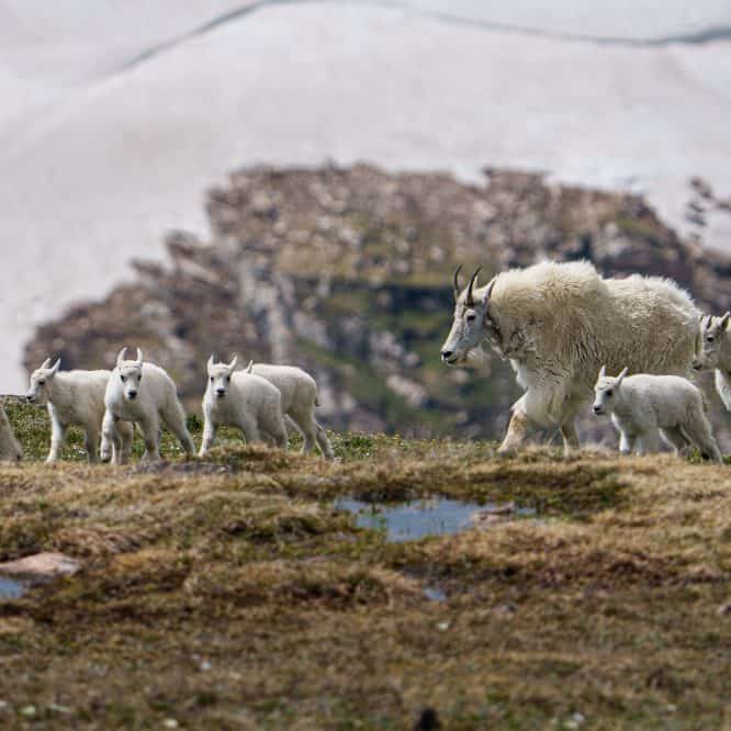 I was thinking about these Mountain Goat kids today and wondering how they are doing in the winter up in the Beartooth Mountains. I hope that they make it through the winter so I can see them again in June when the Beartooth Highway is plowed and reopens.