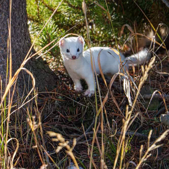 The tiny hunter. An ermine in white phase in Yellowstone in late October. If you zoom in you can see chipmunk blood on his feet from a chipmunk he had just killed and cached in one of his burrows below where he’s now standing.