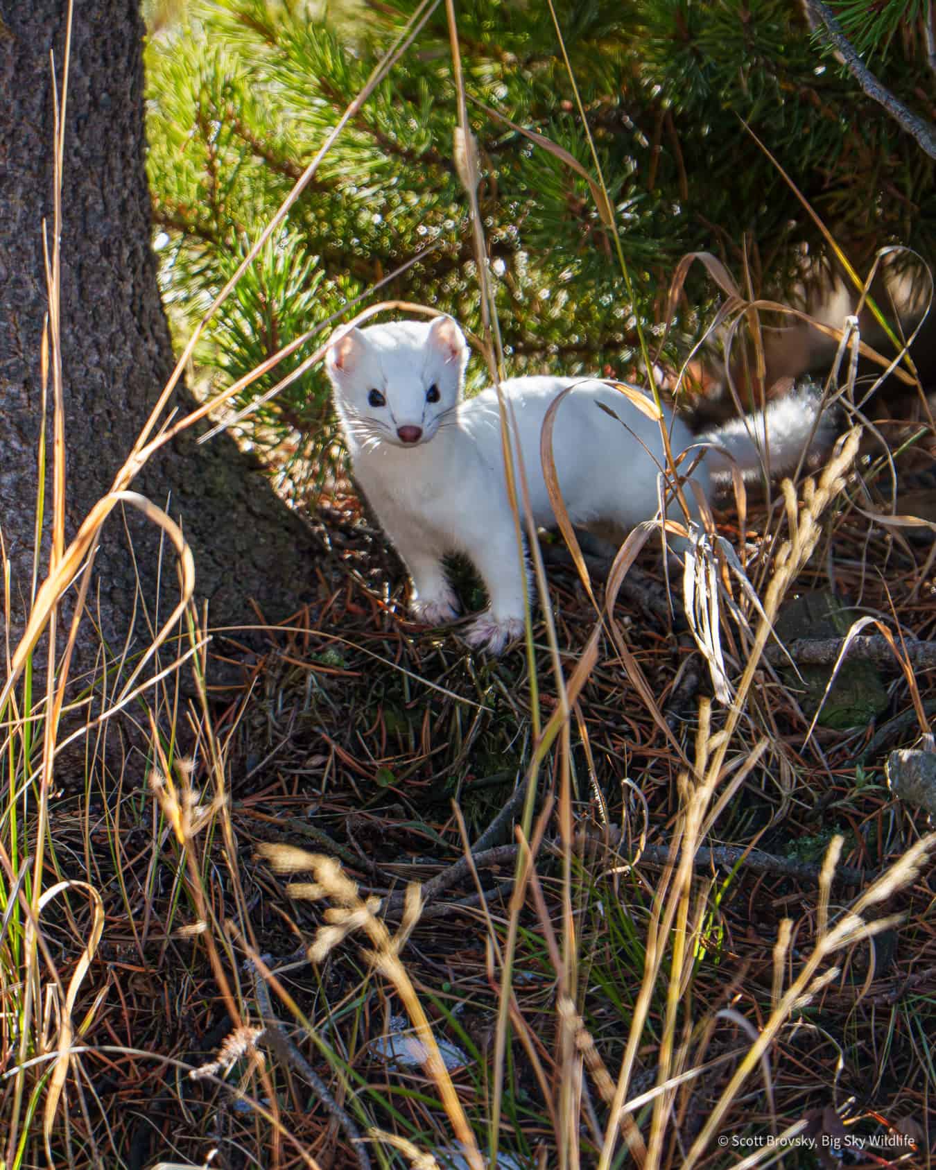The tiny hunter. An ermine in white phase in Yellowstone in late October. If you zoom in you can see chipmunk blood on his feet from a chipmunk he had just killed and cached in one of his burrows below where he’s now standing.