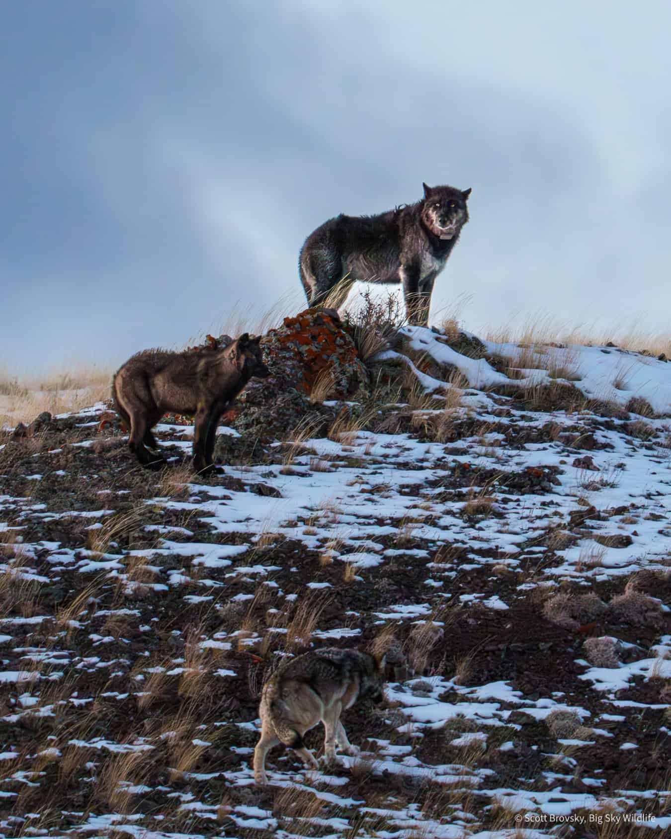The Alpha male of the Wapiti wolf pack with one of his black pups and another gray wolf pack member. Photographed at last light on November 27th 2024 in the Northern Range of Yellowstone.