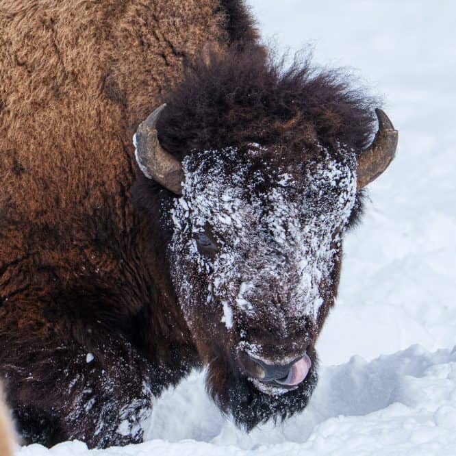 A big Bison bull eats grass in the Northern Range of Yellowstone in February.