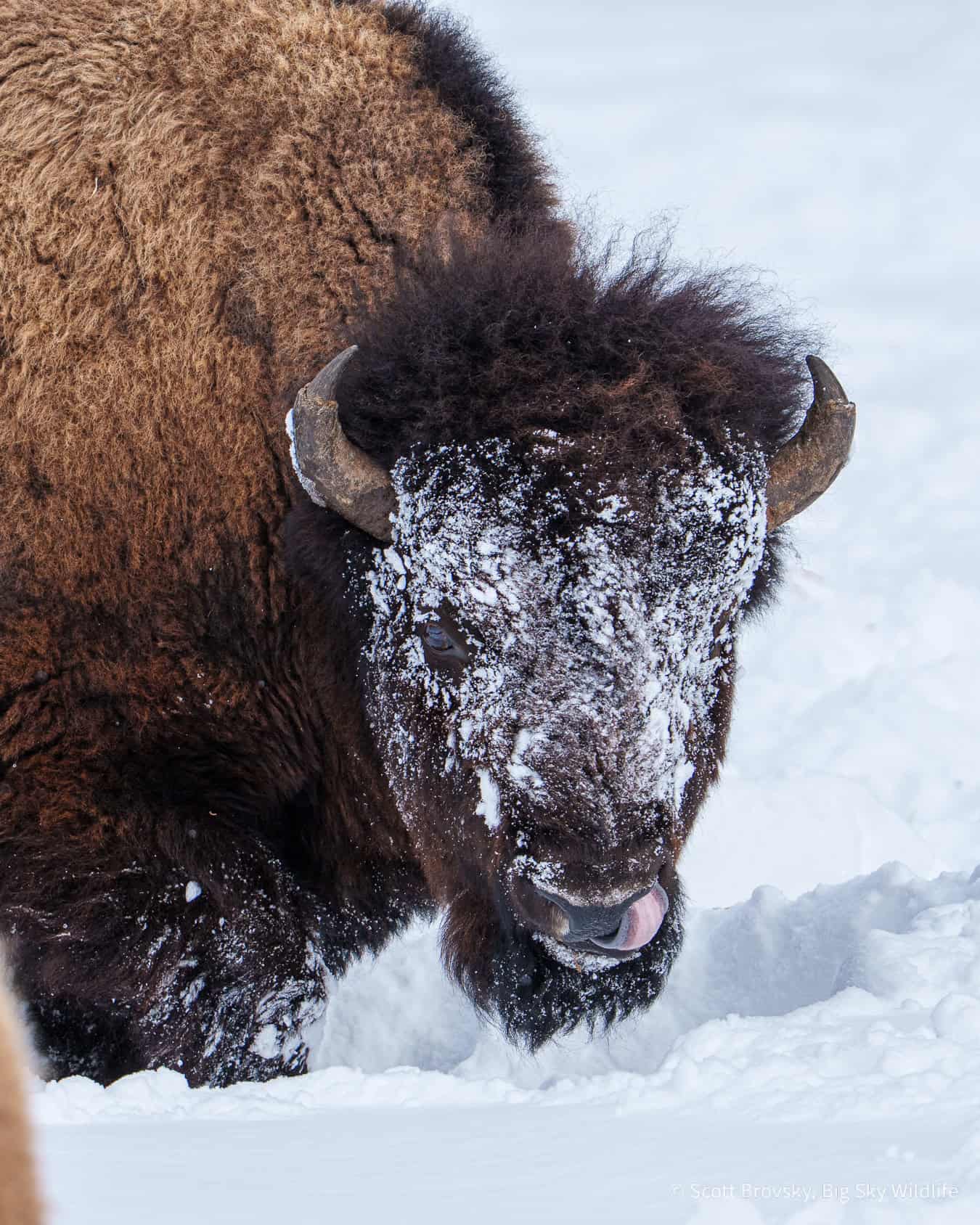 A big Bison bull eats grass in the Northern Range of Yellowstone in February.