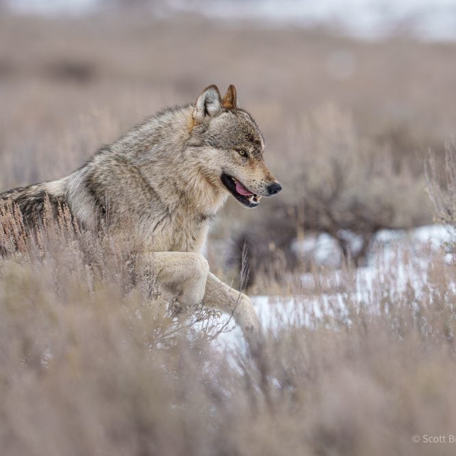 A beautiful male wolf from the Junction Butte pack runs through the sage in the Northern Range of Yellowstone. From March 7th 2026.