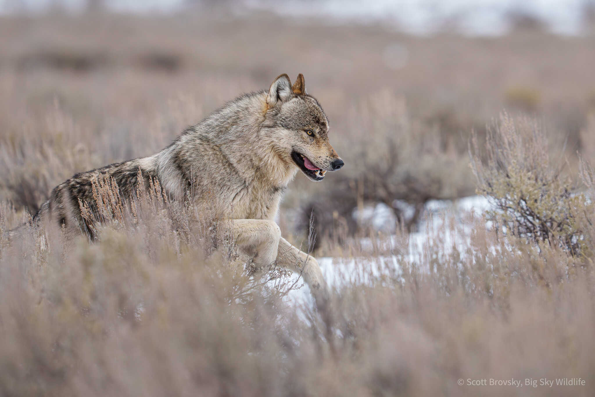 A beautiful male wolf from the Junction Butte pack runs through the sage in the Northern Range of Yellowstone. From March 7th 2026.