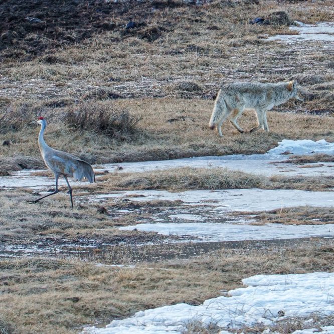 Two ships in the night. It was interesting to watch how calmly this Sandhill Crane and coyote passed by each other at the Blacktail Ponds last April. The coyote had found a morsel from an old carcass which she still had in her mouth.