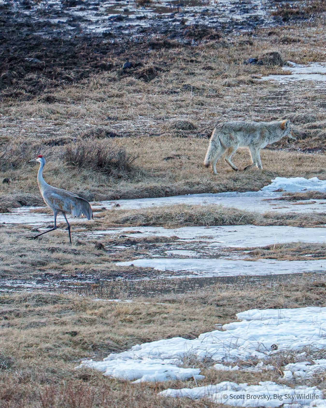 Two ships in the night. It was interesting to watch how calmly this Sandhill Crane and coyote passed by each other at the Blacktail Ponds last April. The coyote had found a morsel from an old carcass which she still had in her mouth.