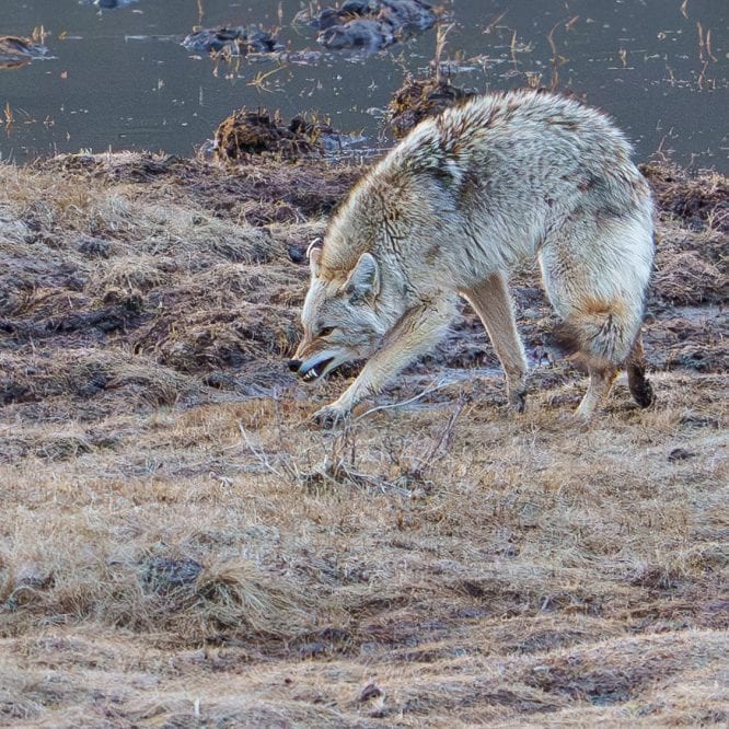 A coyote comes toward one of the winter kill bison carcasses that a grizzly had pulled up on shore in the night. March 23rd 2026 in the Northern Range of Yellowstone.