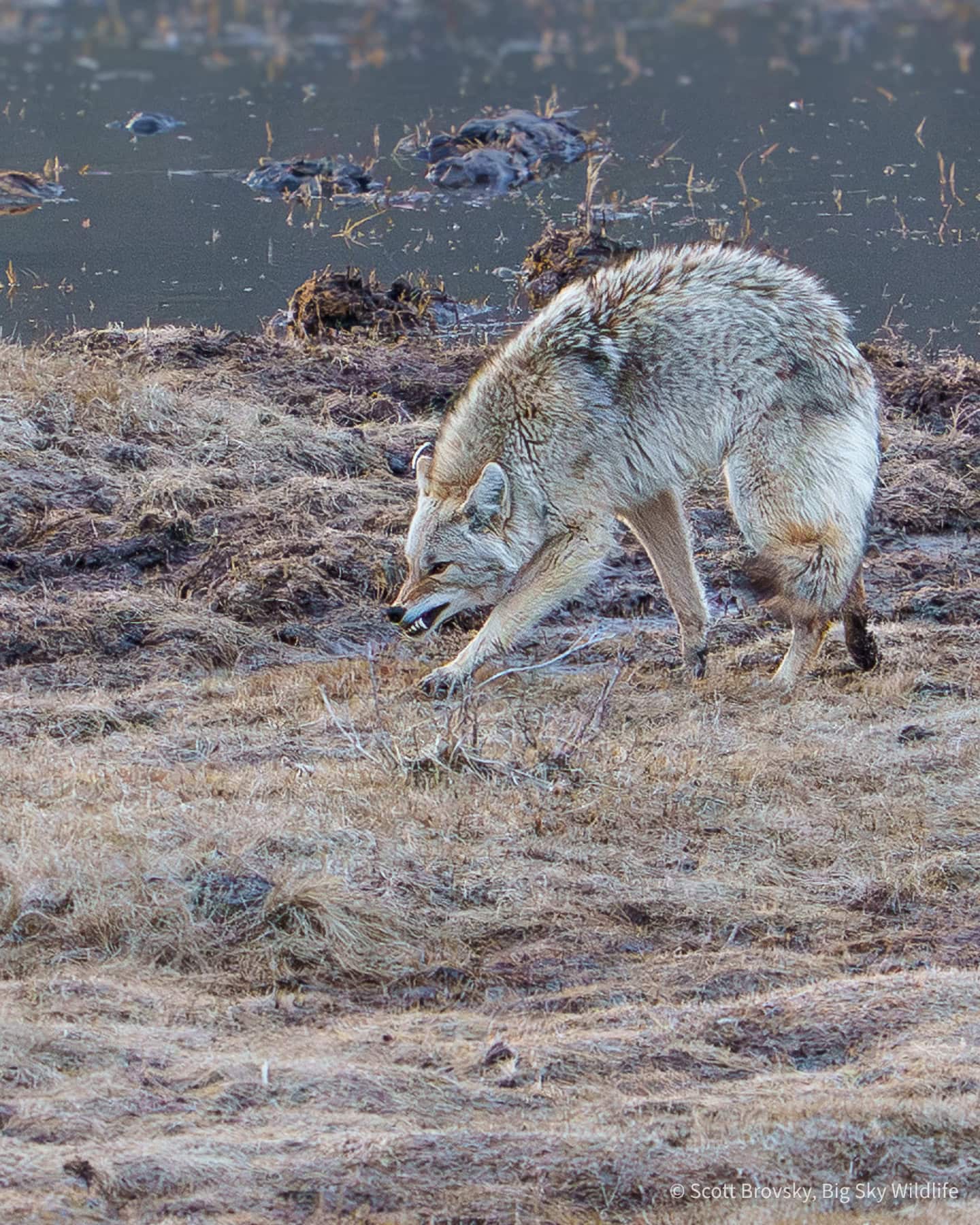 A coyote comes toward one of the winter kill bison carcasses that a grizzly had pulled up on shore in the night. March 23rd 2026 in the Northern Range of Yellowstone.