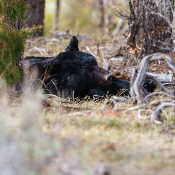 The first black bear of 2026 for me. He was still sleepy from just coming out of the den. From March 28th 2026 in the Northern Range of Yellowstone. Photo by Scott Brovsky.