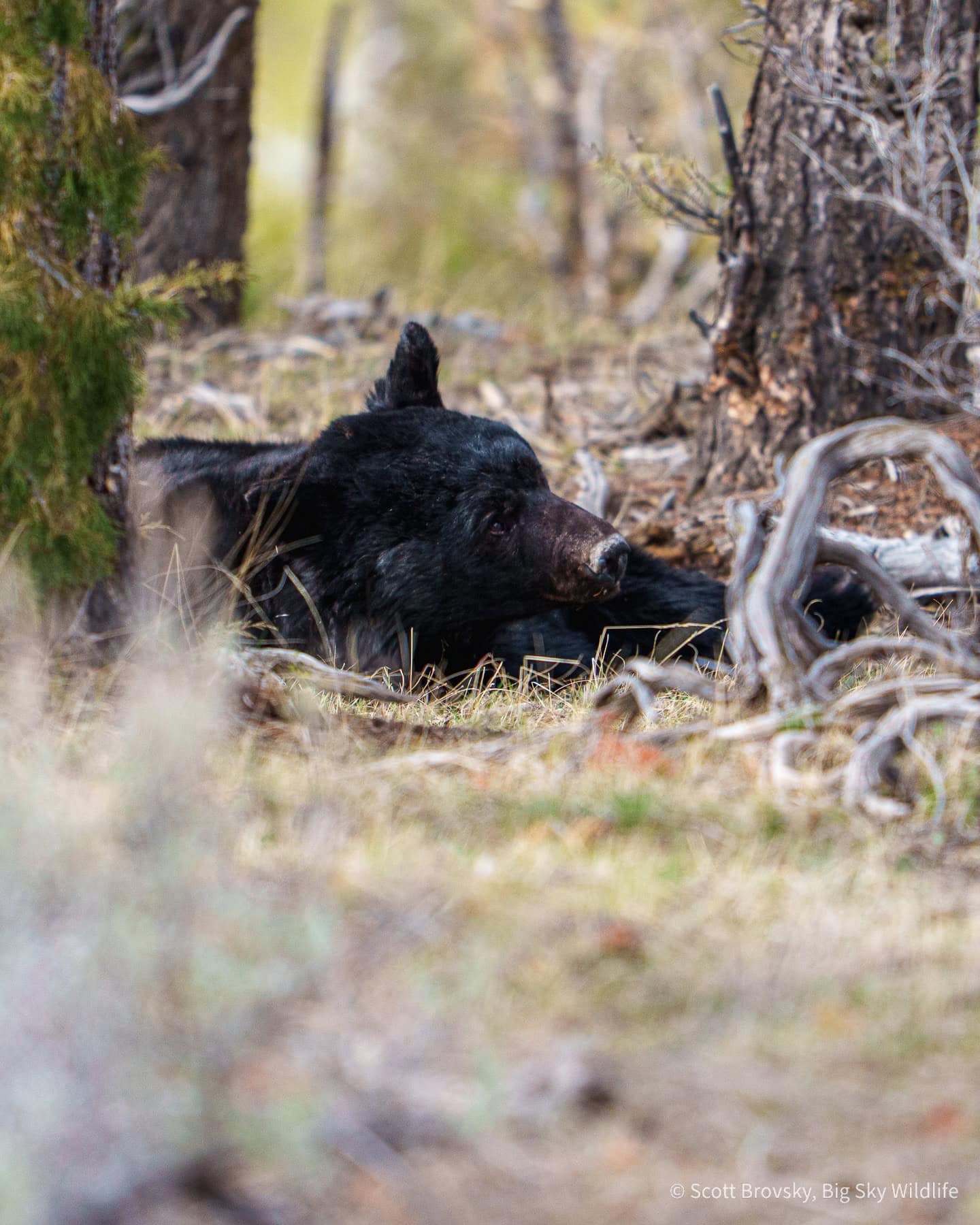 The first black bear of 2026 for me. He was still sleepy from just coming out of the den. From March 28th 2026 in the Northern Range of Yellowstone. Photo by Scott Brovsky.