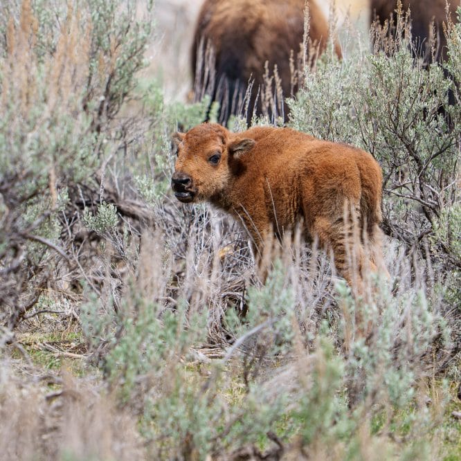 It is always a good day when I see my first Red Dog (baby bison) of the year. From April 12th 2026 in the Northern Range of Yellowstone.