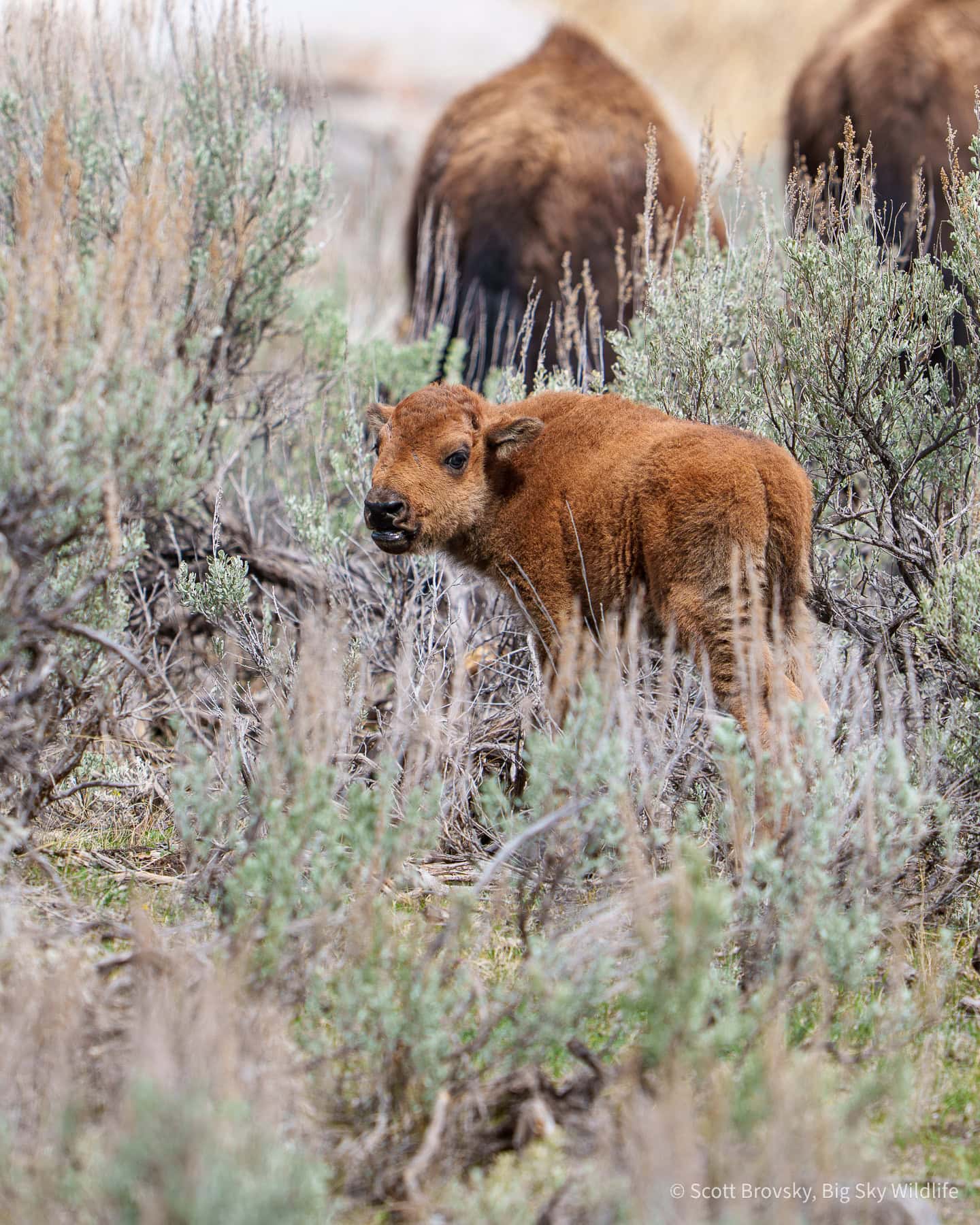 It is always a good day when I see my first Red Dog (baby bison) of the year. From April 12th 2026 in the Northern Range of Yellowstone.