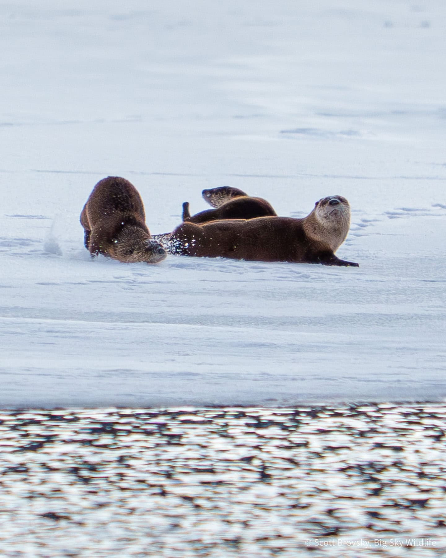 Two Otter pups play while their mom watches over them on the Lamar River. Yellowstone. February 5th 2025.