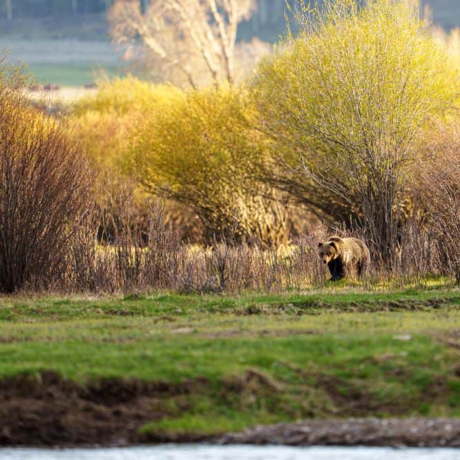A 6 to 7 year old grizzly bear boar forages at sunset in Lamar Valley. From May 11th 2026 in the Northern Range of Yellowstone. Photo by Scott Brovsky, Big Sky Wildlife