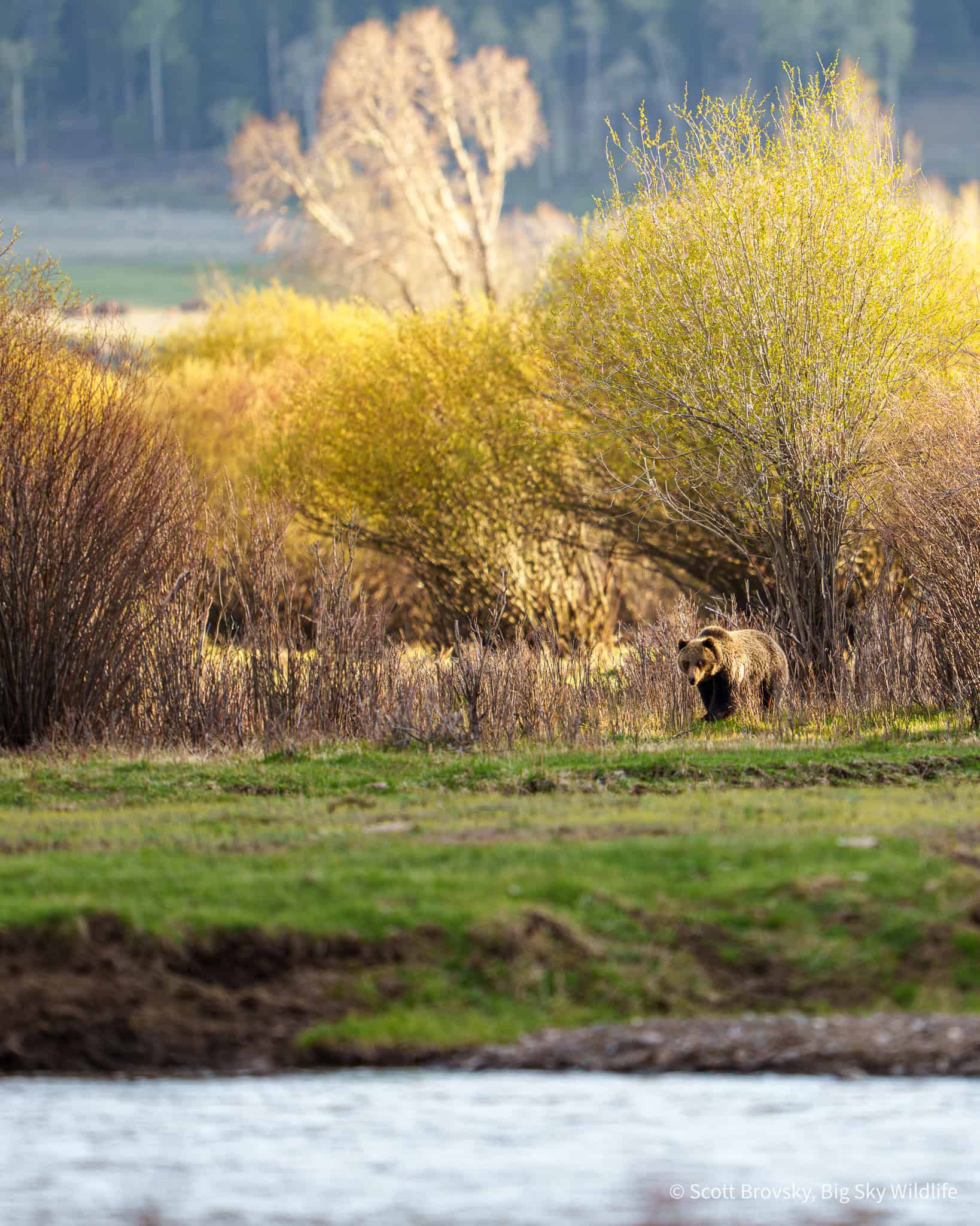 A 6 to 7 year old grizzly bear boar forages at sunset in Lamar Valley. From May 11th 2026 in the Northern Range of Yellowstone. Photo by Scott Brovsky, Big Sky Wildlife