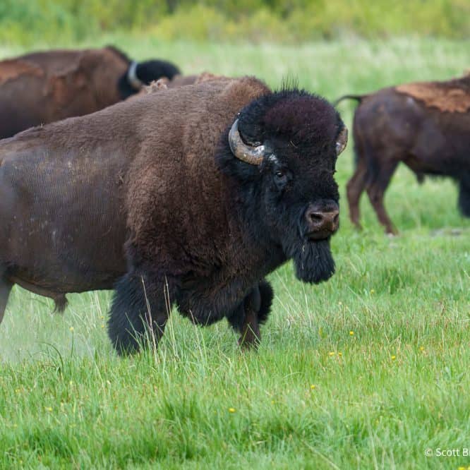 Big Boy. This bison bull came running into a group of other bison bulls, asserting his dominance when the rest of them scattered. From the Northern Range of Yellowstone.